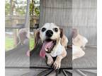 Dachshund DOG FOR ADOPTION RGADN-1090329 - Truman - Dachshund (short coat) Dog