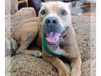 American Pit Bull Terrier Mix DOG FOR ADOPTION RGADN-1090342 - Tank - American