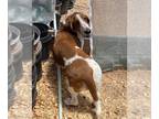 Basset Hound DOG FOR ADOPTION RGADN-1090434 - Gus - Basset Hound (short coat)