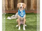 Catahoula Leopard Dog DOG FOR ADOPTION RGADN-1090499 - Flora aka Catalina -