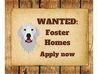 Great Pyrenees Mix DOG FOR ADOPTION RGADN-1090536 - Foster Homes Wanted - Great