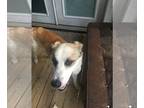 Anatolian Shepherd Mix DOG FOR ADOPTION RGADN-1090545 - Big Guy - Anatolian