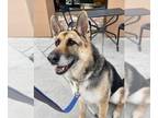 German Shepherd Dog Mix DOG FOR ADOPTION RGADN-1090585 - Scout - German Shepherd