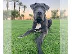 Neapolitan Mastiff DOG FOR ADOPTION RGADN-1090684 - Leo - Neapolitan Mastiff