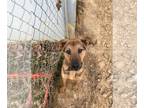 German Shepherd Dog DOG FOR ADOPTION RGADN-1090685 - UBBA - German Shepherd Dog
