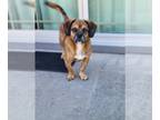 Peagle DOG FOR ADOPTION RGADN-1090687 - Tucker Jun 22 - Pekingese / Beagle /