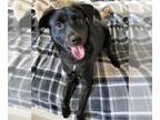 Labrador Retriever Mix DOG FOR ADOPTION RGADN-1090714 - Reggie - Labrador