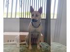Huskies Mix DOG FOR ADOPTION RGADN-1090744 - ELSAA - Husky / Shepherd / Mixed