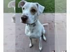 American Pit Bull Terrier Mix DOG FOR ADOPTION RGADN-1090749 - Kelso - American