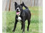 Border Collie Mix DOG FOR ADOPTION RGADN-1090755 - George Bailey - Border Collie