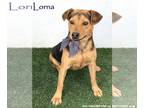 Beagle Mix DOG FOR ADOPTION RGADN-1090770 - Lorna - Shepherd / Beagle / Mixed
