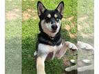 Siberian Husky DOG FOR ADOPTION RGADN-1090773 - Sparrow - Siberian Husky / Shiba