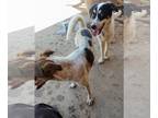 Australian Shepherd Mix DOG FOR ADOPTION RGADN-1090777 - LEONARDO - Australian