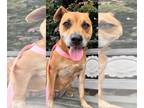 Shiba Inu DOG FOR ADOPTION RGADN-1090798 - Charlotte Jun 22 - Shiba Inu / Pit