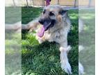 German Shepherd Dog Mix DOG FOR ADOPTION RGADN-1090879 - Roxy - German Shepherd
