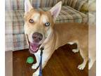 Siberian Husky Mix DOG FOR ADOPTION RGADN-1090882 - Zayak - Siberian Husky /