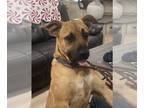 Black Mouth Cur-Boxer Mix DOG FOR ADOPTION RGADN-1090959 - Bonnie - Black Mouth