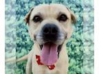 Chinese Shar-Pei Mix DOG FOR ADOPTION RGADN-1090967 - Gordy - Shar Pei / Mixed
