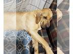 Fila Brasileiro DOG FOR ADOPTION RGADN-1090970 - Fiona - Fila Brasileiro (short