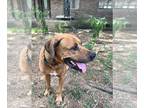 Black Mouth Cur-Rhodesian Ridgeback Mix DOG FOR ADOPTION RGADN-1091012 - Hank -