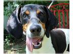 Coonhound Mix DOG FOR ADOPTION RGADN-1091108 - Bono - Coonhound / Mixed (short