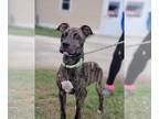 Boxador DOG FOR ADOPTION RGADN-1091206 - Theo - Labrador Retriever / Boxer /
