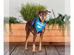 Miniature Pinscher DOG FOR ADOPTION RGADN-1091241 - Ernesto - Miniature Pinscher