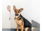 Shiba Inu Mix DOG FOR ADOPTION RGADN-1091262 - Mopsy #5105 - Shepherd / Shiba