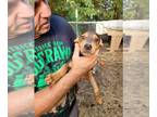 Beagle Mix DOG FOR ADOPTION RGADN-1091349 - ZCL-d-Moe - Beagle / Mixed Dog For