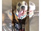 Bullypit DOG FOR ADOPTION RGADN-1091385 - MAXIMUS (MAX) - American Pit Bull