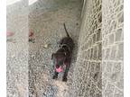 American Pit Bull Terrier Mix DOG FOR ADOPTION RGADN-1091403 - Ester - Pit Bull