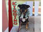 Miniature Pinscher Mix DOG FOR ADOPTION RGADN-1091440 - Roscoe - Miniature