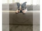 Boston Terrier DOG FOR ADOPTION RGADN-1091474 - Winnie (Hospice Foster) - Boston