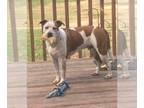 Boxer-Brittany Mix DOG FOR ADOPTION RGADN-1091532 - Treasure - Brittany / Boxer