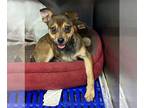 Mix DOG FOR ADOPTION RGADN-1091591 - Rusty - Feist / Rat Terrier (short coat)