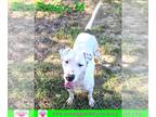 Labrador Retriever Mix DOG FOR ADOPTION RGADN-1091621 - Pongo - Labrador