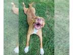 Labralas DOG FOR ADOPTION RGADN-1091860 - Ruby - Labrador Retriever / Vizsla /
