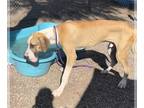 Great Dane DOG FOR ADOPTION RGADN-1091899 - Dewey Draeco - Great Dane (short