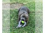 American Pit Bull Terrier DOG FOR ADOPTION RGADN-1091901 - Dozer - Pit Bull