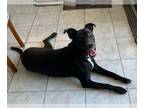 American Pit Bull Terrier-Border Collie Mix DOG FOR ADOPTION RGADN-1091925 -