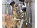 Greyhound DOG FOR ADOPTION RGADN-1092064 - KEY PLAYER - Greyhound (medium coat)