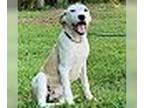 Great Pyrenees DOG FOR ADOPTION RGADN-1092068 - DELTA - Great Pyrenees /