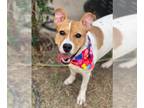 American Pit Bull Terrier Mix DOG FOR ADOPTION RGADN-1092212 - Layla - Pit Bull