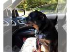 Rottweiler Mix DOG FOR ADOPTION RGADN-1092266 - Nika - Rottweiler / Cattle Dog /