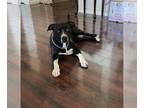American Pit Bull Terrier DOG FOR ADOPTION RGADN-1092268 - Myli - American Pit