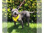 American Staffordshire Terrier-Chinese Shar-Pei Mix DOG FOR ADOPTION