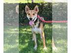 Basenji Mix DOG FOR ADOPTION RGADN-1092466 - Tai - Basenji / Mixed (medium coat)