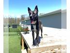 Mix DOG FOR ADOPTION RGADN-1092477 - Stryker - Dutch Shepherd (medium coat)