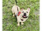 Chinese Shar-Pei DOG FOR ADOPTION RGADN-1092509 - Mala - Shar Pei Dog For