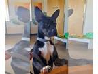 American Pit Bull Terrier Mix DOG FOR ADOPTION RGADN-1092543 - Radar - Cattle